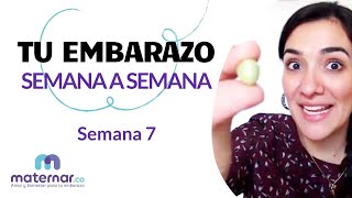 Semana 7  Tu embarazo semana a semana  Maternarco [upl. by Llerrahs]