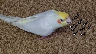 トトロの歌を練習中のオカメインコ [upl. by Misha244]