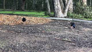 The Purple Swamphen  pukeko [upl. by Aisek]