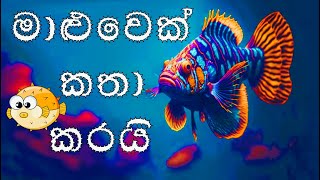 මාළුවා l මාළුවෙක් කතා කරයි හඬ කැවු රචනාව l ‌පෙරහුරු l maluwa l maluwek katha karai l fish essay [upl. by Ennovyahs]