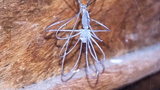 I found a cellar spider moulting [upl. by Cerellia12]