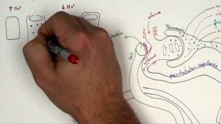 Proximal Convoluted Tubule Part 2 [upl. by Mikahs]