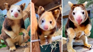 Tree Kangaroo 🌳 A Kangaroo That Climbs Trees [upl. by Annas640]