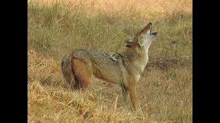 Indian wildlife Jackal howling  कोल्हेकुई  Kanha Tiger Reserve MP [upl. by Iruyas]