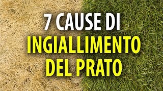 7 Cause di Ingiallimento del Prato [upl. by Koby]