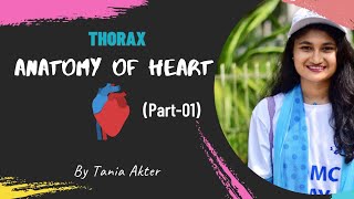 Anatomy of Heart Part 1  Bangla Demonstration of Heart  Viscera of Heart  Heart Demonstration [upl. by Wiltsey530]