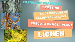 Spotting Leguminous plants Cuscuta LichensXII Biology Board Practical [upl. by Luca]