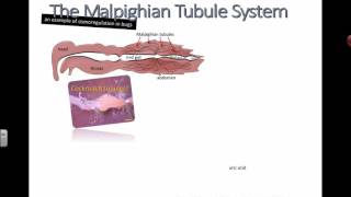 Malpighian Tubules IB Biology [upl. by Nileuqay]