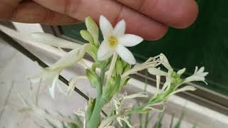 Tuberose  Complete Blooming Season Start to End  Polianthes Tuberosa [upl. by Hilton205]