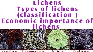 Lichens classification of lichen  economic importance of lichen  types of lichen [upl. by Anurag792]