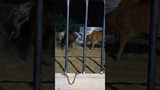 Desi cow breed farm hoshiarpur punjsb desi cow lover [upl. by Alekehs]