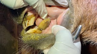 Removing Tartar From An Equine Tooth [upl. by Alvinia315]