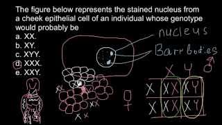 Barr bodies and genetic disorders [upl. by Adnuahsar]