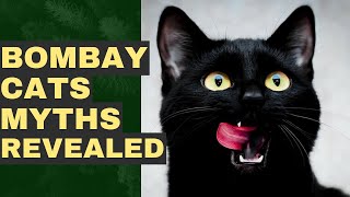 The Dark Side of Bombay Cat Myths [upl. by Attwood519]