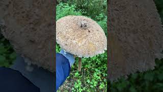 Їстівний гриб парасолька велика  Macrolepiota procera діаметром 25см гриби fungi [upl. by Uzia453]