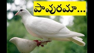 pavurama nee prema entha madhuramu  Telugu christian song with lyrics [upl. by Esinart429]