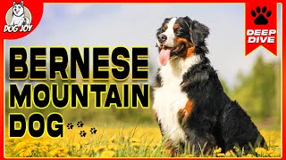 Discover the Bernese Mountain Dog A Comprehensive Guide [upl. by Adneral]