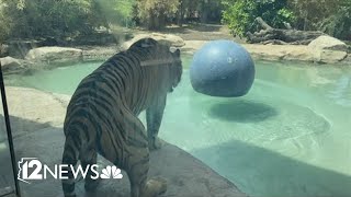 Was a tiger shot at the Phoenix zoo [upl. by Saffren256]