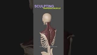 Master 3D Sculpting Anatomy  Trapezius Msucle in ZBrush [upl. by Llertnahs107]