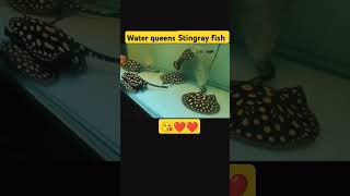 Stingray fish shortsviral shortsfeed shorts fish fishtank [upl. by Pelpel]