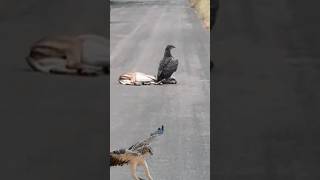 martial eagle with its prey [upl. by Rutra3]