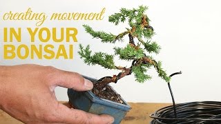 How to Create a Bonsai with Movement  Wiring a bonsai tree trunk [upl. by Aerdnac]