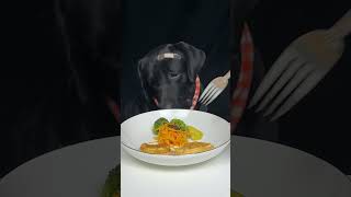 Feast time for Labrador and endless smiles Cute pet debut plan Oh my god it smells so good [upl. by Haizek]