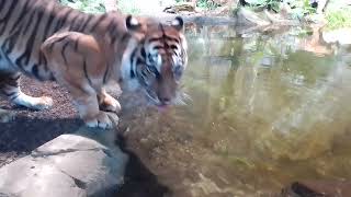 SumatraTiger Mayang im Tierpark Berlin trinkt in Nahaufnahme im Hintergrund Kater Jae Jae [upl. by Acissej68]