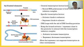 Control Of Eukaryotic Gene Expression 02 Transcriptional Control [upl. by Iva]