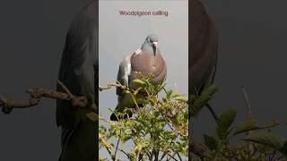 Woodpigeons familiar song is unmistakable birds [upl. by Hsima302]