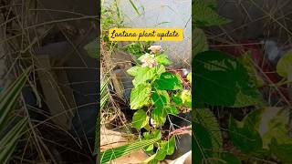 Lantana plant update transplant video coming soon ll youtubeshorts [upl. by Riada]