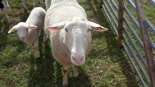 The Sheepfold [upl. by Strickler]