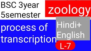 BSC 2nd year 3 semester zoology topic process of Transcription [upl. by Eitsyrk]