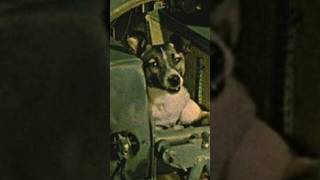 Laika’s Tragic Story  The First Dog In Space [upl. by Atiuqehc]