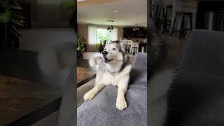 Dog Has a Hilarious Conversation with Its Owner [upl. by Nner371]