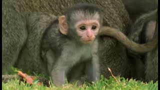 These Adorable Baby Monkeys Are So Playful  Cheeky Monkey  BBC Earth [upl. by Nyrek]