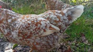 Sunny spring Swedish Flower Hens and Cockerel [upl. by Elroy]