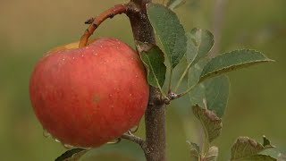 3 Plus Your Fun Aaron Family Orchards [upl. by Shelagh168]