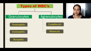 The Circulatory System  lecture 5  Types of WBCs Granulocytes Agranulocytes [upl. by Fermin677]