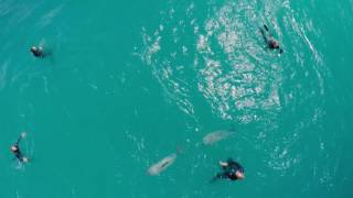 15 seconds of Swimming With Dolphins in Akaroa [upl. by Yddeg]