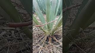 Marchitez o punta seca del agave shortvideo plantas agaves [upl. by Yesdnik]