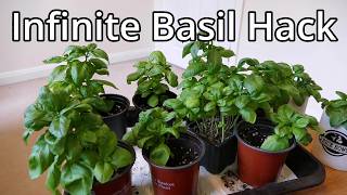 How To Grow Loads Of Basil From One Plant [upl. by Hteboj]