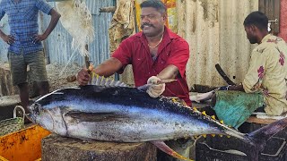 75 60kg GIANT TUNA FISH CUTTING🔪  KASIMEDU SELVAM FISH CUTTING  FISH CUTTING SKILLS  kasimedu [upl. by Sitoiyanap271]