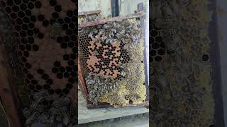 Расплод в конце октября bee beekeeper buckfast beekeeping carnica [upl. by Kerat]