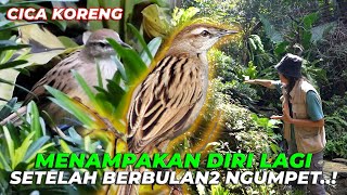 AKHIRNYA KETEMUUU❗ BURUNG YG HILANG BERBULAN2❗ [upl. by Abehsat183]