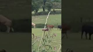 Bull mating many times subscribe shorts cow mating [upl. by Ocirred]