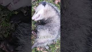 Virginia Opossum Playing Dead is in fact not an act shorts [upl. by Chloris]