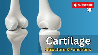 Cartilage Structure Cartilage Functions Hyaline Cartilage Elastic Cartilage amp Fibrocartilage [upl. by Saihttam]