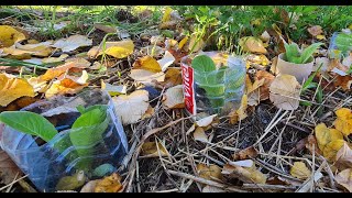 Protéger les salades des limaces et escargots  Astuce [upl. by Standing]