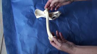 Hip luxation diagnosis and treatment for veterinarians [upl. by Columba58]